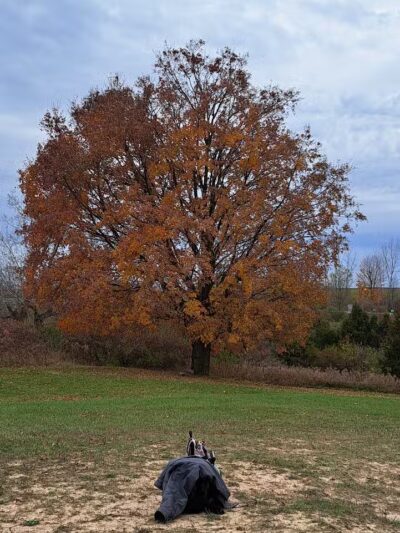 Cascade Dog Park - Grand Rapids, MI