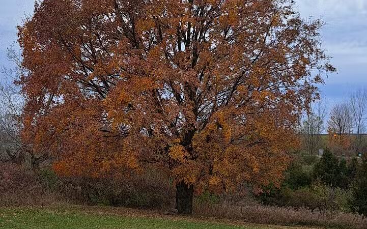 Cascade Dog Park - Grand Rapids, MI