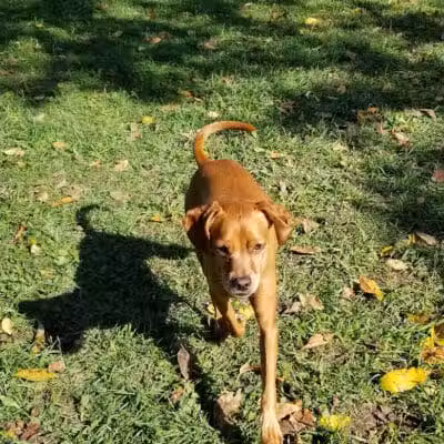 Cascade Dog Park - Grand Rapids, MI