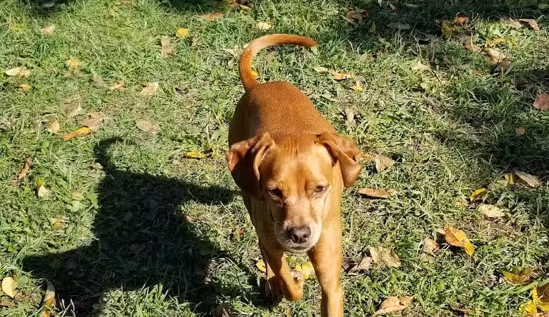 Cascade Dog Park - Grand Rapids, MI