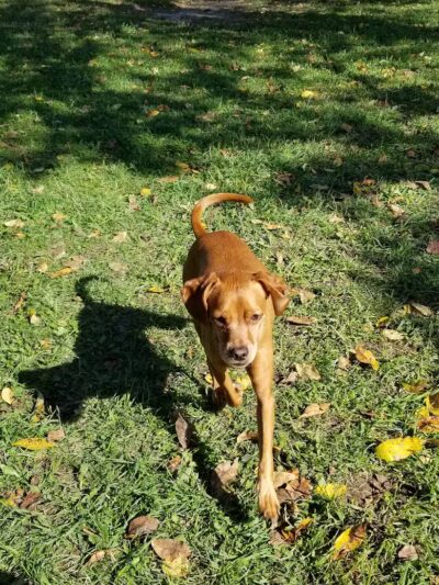 Cascade Dog Park - Grand Rapids, MI