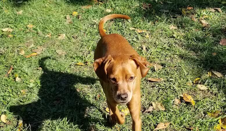 Cascade Dog Park - Grand Rapids, MI