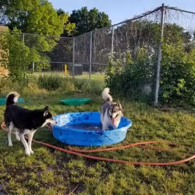 Covell Dog Park - Grand Rapids, MI