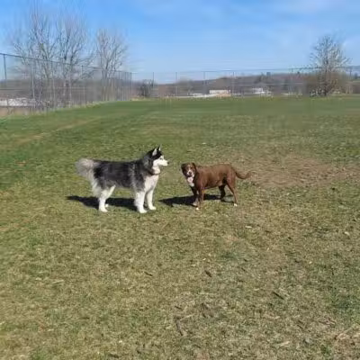 Covell Dog Park - Grand Rapids, MI