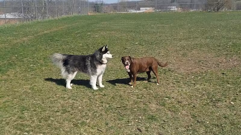 Covell Dog Park - Grand Rapids, MI