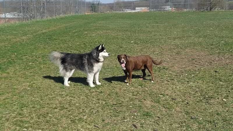 Covell Dog Park - Grand Rapids, MI