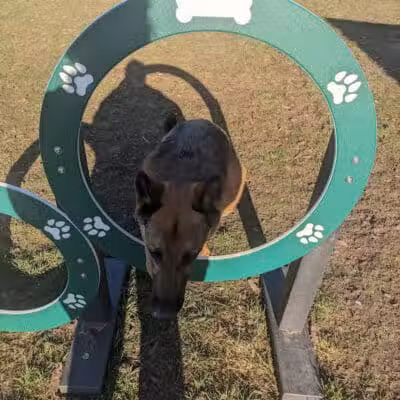 Covell Dog Park - Grand Rapids, MI