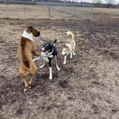 Covell Dog Park - Grand Rapids, MI