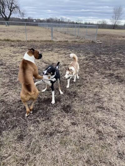 Covell Dog Park - Grand Rapids, MI