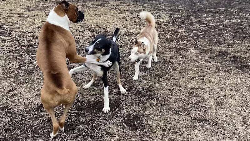 Covell Dog Park - Grand Rapids, MI