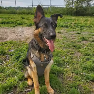 Covell Dog Park - Grand Rapids, MI