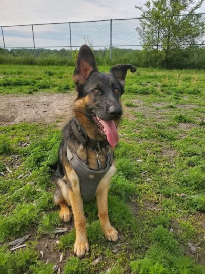 Covell Dog Park - Grand Rapids, MI