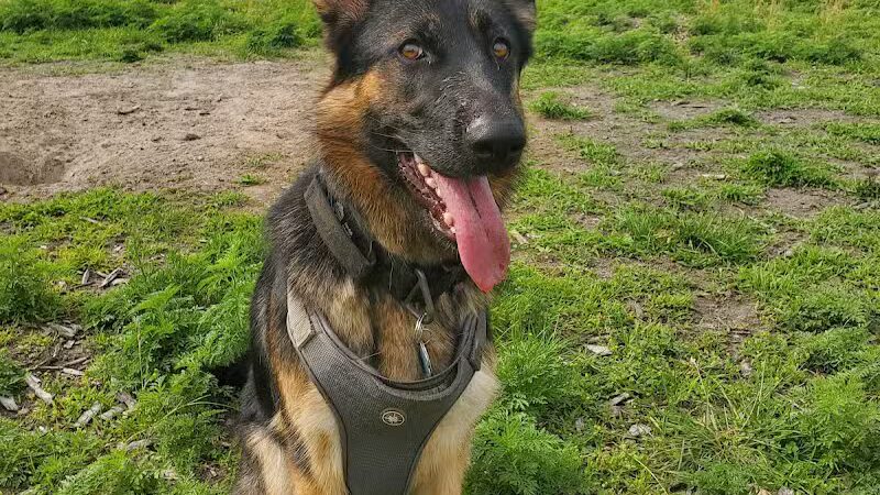 Covell Dog Park - Grand Rapids, MI