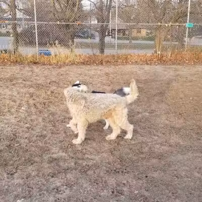 Covell Dog Park - Grand Rapids, MI
