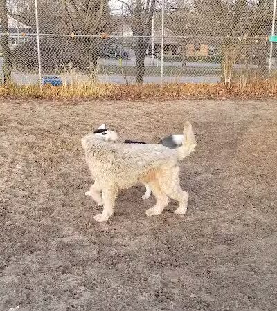 Covell Dog Park - Grand Rapids, MI