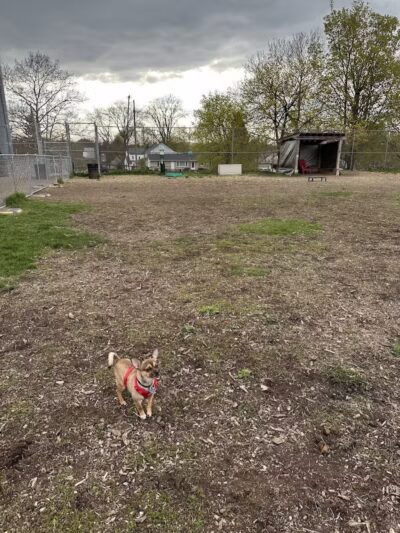 Covell Dog Park - Grand Rapids, MI
