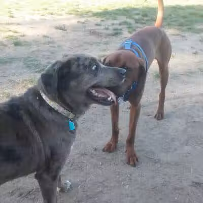 Dog Park - Grand Rapids, MI