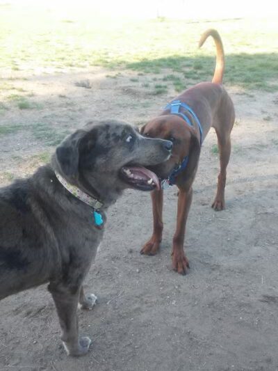 Dog Park - Grand Rapids, MI