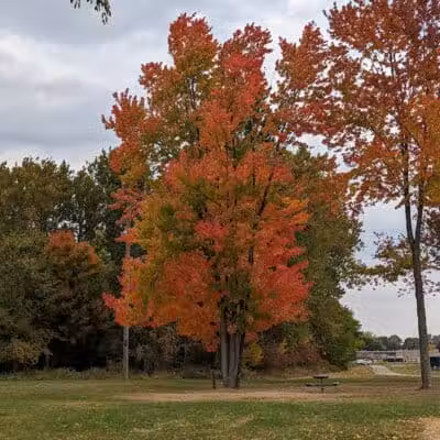 Dog Park - Grand Rapids, MI