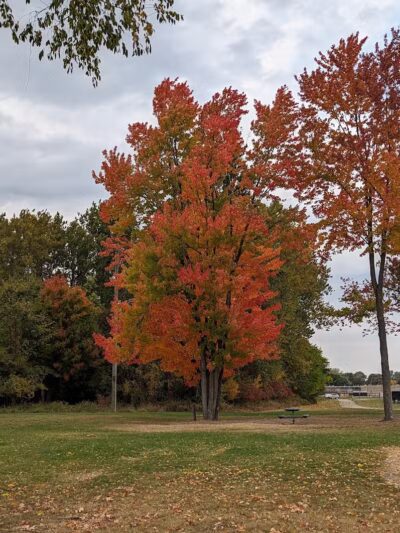 Dog Park - Grand Rapids, MI