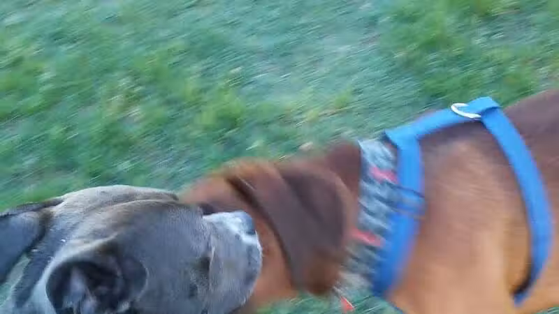 Dog Park - Grand Rapids, MI