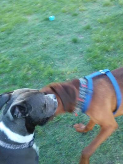 Dog Park - Grand Rapids, MI