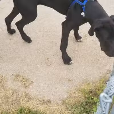 Dog Park - Grand Rapids, MI