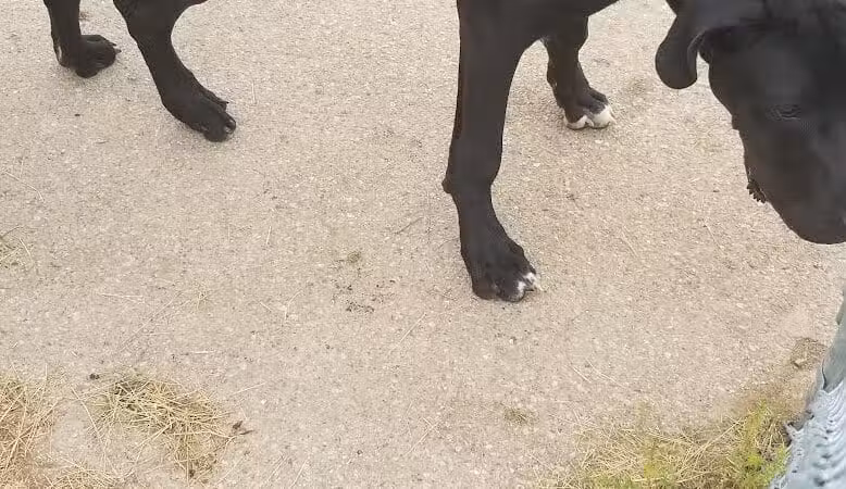 Dog Park - Grand Rapids, MI