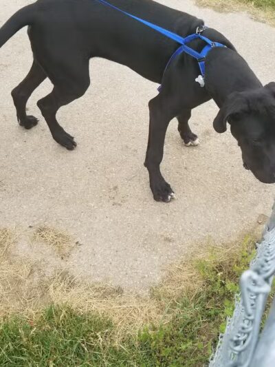 Dog Park - Grand Rapids, MI