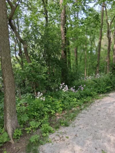 Fuller Park - Grand Rapids,