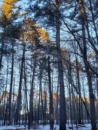 Grand Rapids Dog Park - Grand Rapids,