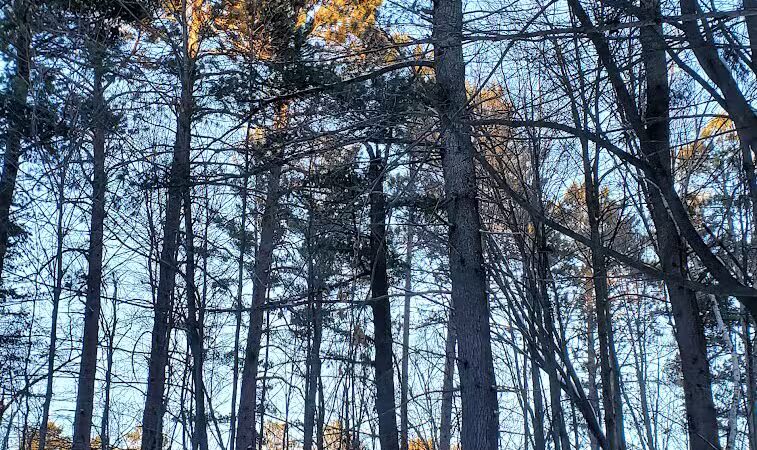 Grand Rapids Dog Park - Grand Rapids,