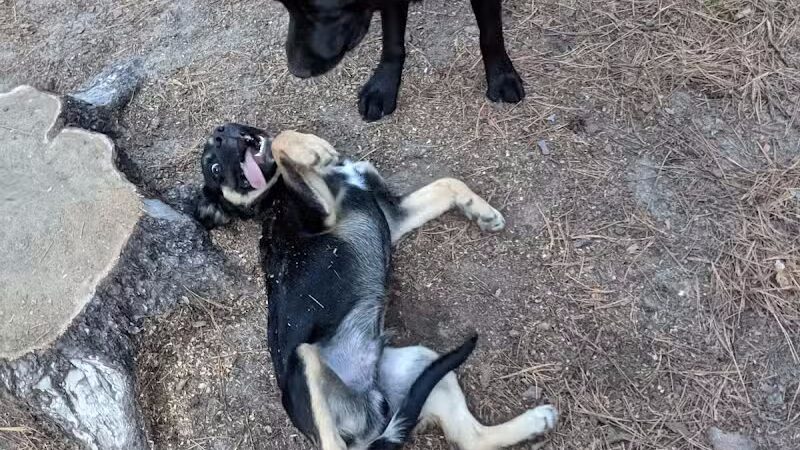 Grand Rapids Dog Park - Grand Rapids,