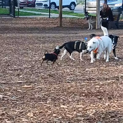 Hillcrest Dog Park - Grand Rapids, MI