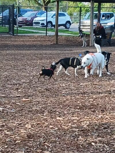 Hillcrest Dog Park - Grand Rapids, MI