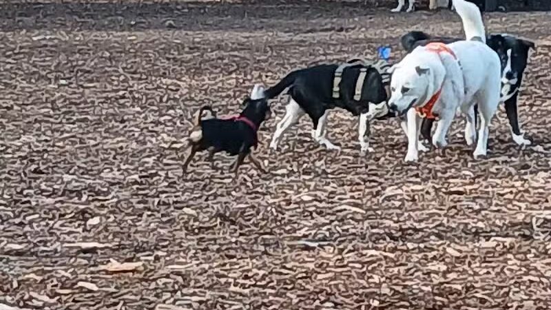 Hillcrest Dog Park - Grand Rapids, MI