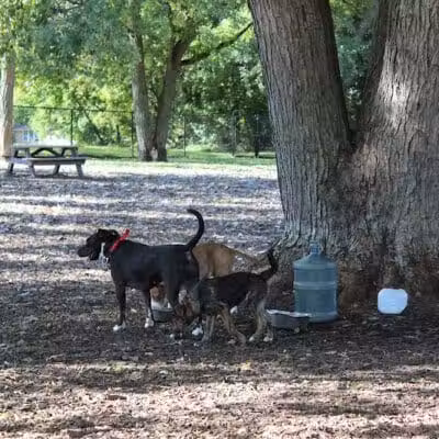 Hillcrest Dog Park - Grand Rapids, MI