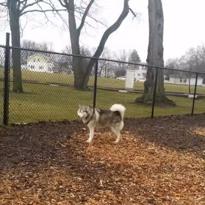 Hillcrest Dog Park - Grand Rapids, MI