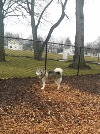 Hillcrest Dog Park - Grand Rapids, MI