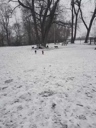 Hillcrest Dog Park - Grand Rapids, MI