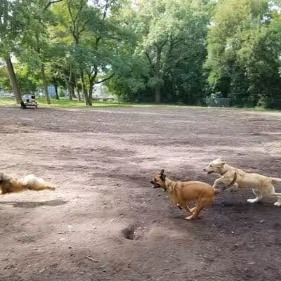 Hillcrest Dog Park - Grand Rapids, MI