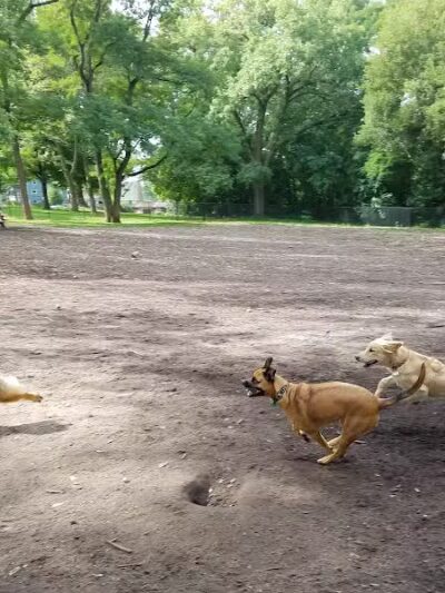 Hillcrest Dog Park - Grand Rapids, MI