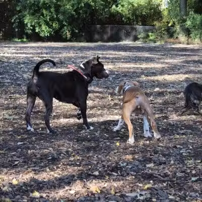 Hillcrest Dog Park - Grand Rapids, MI