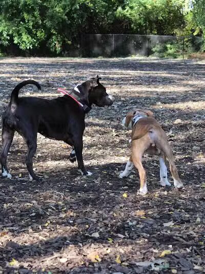 Hillcrest Dog Park - Grand Rapids, MI