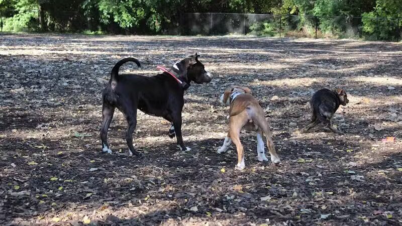 Hillcrest Dog Park - Grand Rapids, MI