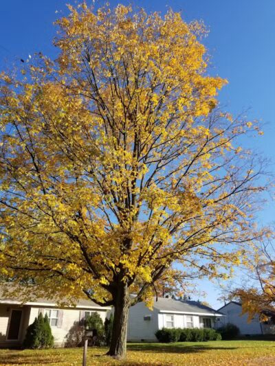 Kellogg Woods Park - Grand Rapids,