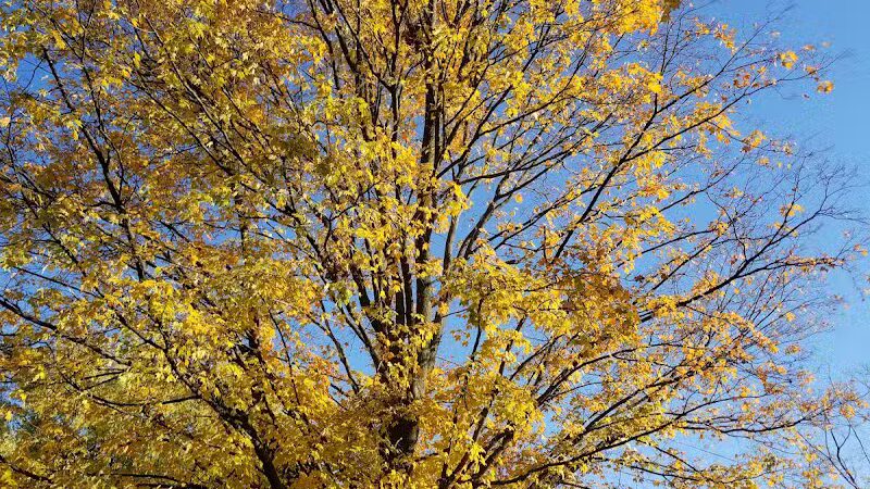 Kellogg Woods Park - Grand Rapids,