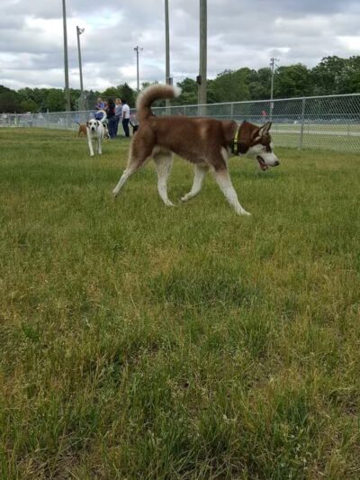 Kellogg Woods Park - Grand Rapids,