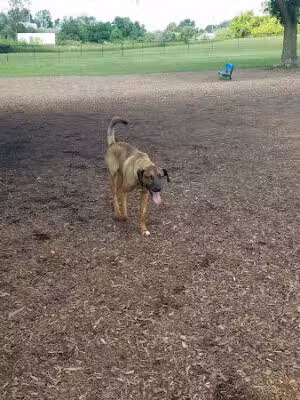 Cascade Dog Park - Grand Rapids, MI