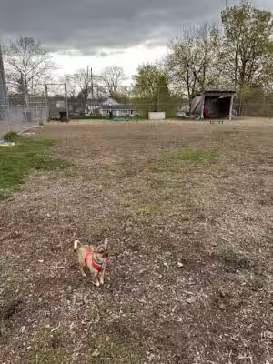 Covell Dog Park - Grand Rapids, MI
